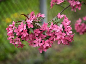 Preview wallpaper apple tree, flowers, petals, pink, spring, bloom