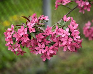 Preview wallpaper apple tree, flowers, petals, pink, spring, bloom