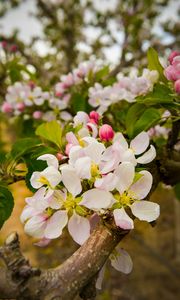 Preview wallpaper apple tree, flowers, petals, branches, leaves, spring