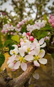 Preview wallpaper apple tree, flowers, petals, branches, leaves, spring