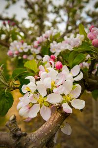 Preview wallpaper apple tree, flowers, petals, branches, leaves, spring