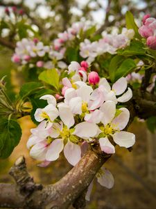 Preview wallpaper apple tree, flowers, petals, branches, leaves, spring