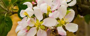 Preview wallpaper apple tree, flowers, petals, branches, leaves, spring