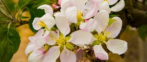 Preview wallpaper apple tree, flowers, petals, branches, leaves, spring