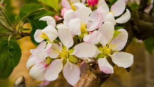 Preview wallpaper apple tree, flowers, petals, branches, leaves, spring