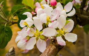 Preview wallpaper apple tree, flowers, petals, branches, leaves, spring