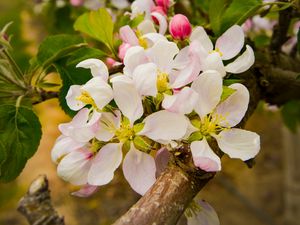 Preview wallpaper apple tree, flowers, petals, branches, leaves, spring