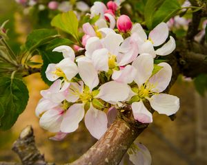 Preview wallpaper apple tree, flowers, petals, branches, leaves, spring