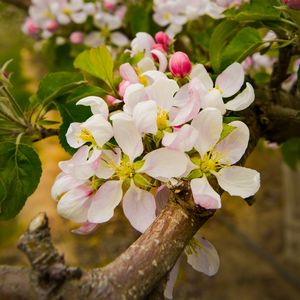 Preview wallpaper apple tree, flowers, petals, branches, leaves, spring