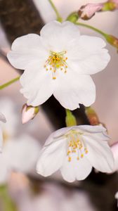 Preview wallpaper apple tree, flowers, petals, branch, spring, macro