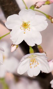 Preview wallpaper apple tree, flowers, petals, branch, spring, macro