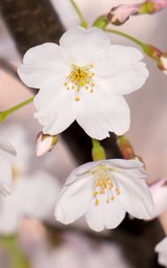 Preview wallpaper apple tree, flowers, petals, branch, spring, macro