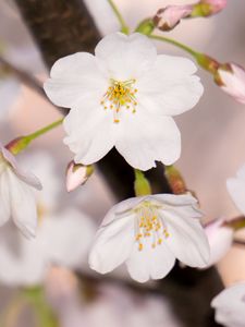 Preview wallpaper apple tree, flowers, petals, branch, spring, macro