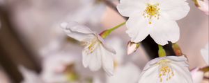 Preview wallpaper apple tree, flowers, petals, branch, spring, macro