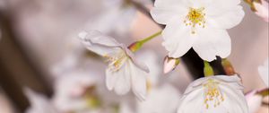 Preview wallpaper apple tree, flowers, petals, branch, spring, macro