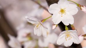 Preview wallpaper apple tree, flowers, petals, branch, spring, macro