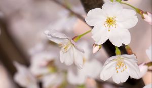 Preview wallpaper apple tree, flowers, petals, branch, spring, macro