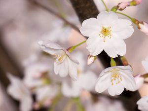 Preview wallpaper apple tree, flowers, petals, branch, spring, macro