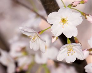 Preview wallpaper apple tree, flowers, petals, branch, spring, macro