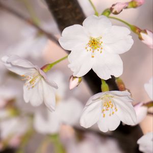 Preview wallpaper apple tree, flowers, petals, branch, spring, macro