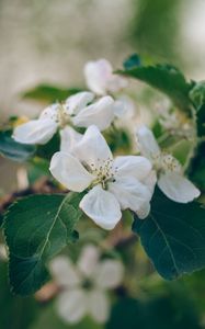 Preview wallpaper apple tree, flowers, petals, branch, leaves, macro