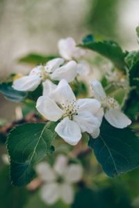 Preview wallpaper apple tree, flowers, petals, branch, leaves, macro