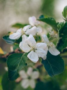 Preview wallpaper apple tree, flowers, petals, branch, leaves, macro