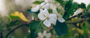 Preview wallpaper apple tree, flowers, petals, branch, leaves, macro