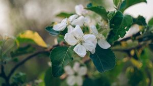 Preview wallpaper apple tree, flowers, petals, branch, leaves, macro