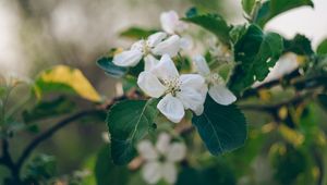 Preview wallpaper apple tree, flowers, petals, branch, leaves, macro