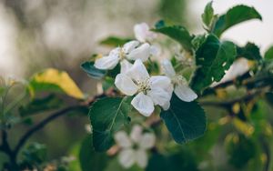 Preview wallpaper apple tree, flowers, petals, branch, leaves, macro