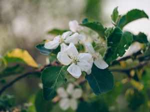 Preview wallpaper apple tree, flowers, petals, branch, leaves, macro