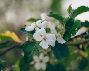 Preview wallpaper apple tree, flowers, petals, branch, leaves, macro