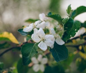 Preview wallpaper apple tree, flowers, petals, branch, leaves, macro