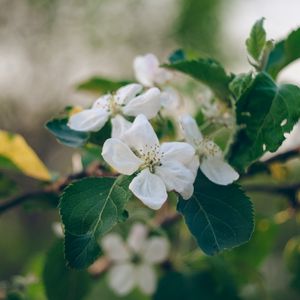 Preview wallpaper apple tree, flowers, petals, branch, leaves, macro