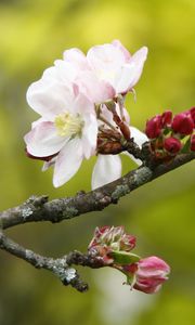 Preview wallpaper apple tree, flowers, petals, branch, buds, macro