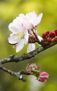 Preview wallpaper apple tree, flowers, petals, branch, buds, macro