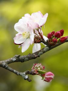 Preview wallpaper apple tree, flowers, petals, branch, buds, macro