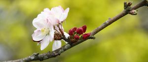 Preview wallpaper apple tree, flowers, petals, branch, buds, macro