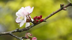 Preview wallpaper apple tree, flowers, petals, branch, buds, macro