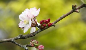 Preview wallpaper apple tree, flowers, petals, branch, buds, macro