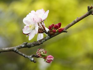 Preview wallpaper apple tree, flowers, petals, branch, buds, macro