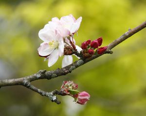 Preview wallpaper apple tree, flowers, petals, branch, buds, macro