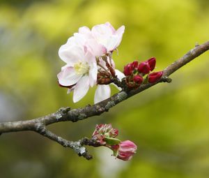 Preview wallpaper apple tree, flowers, petals, branch, buds, macro