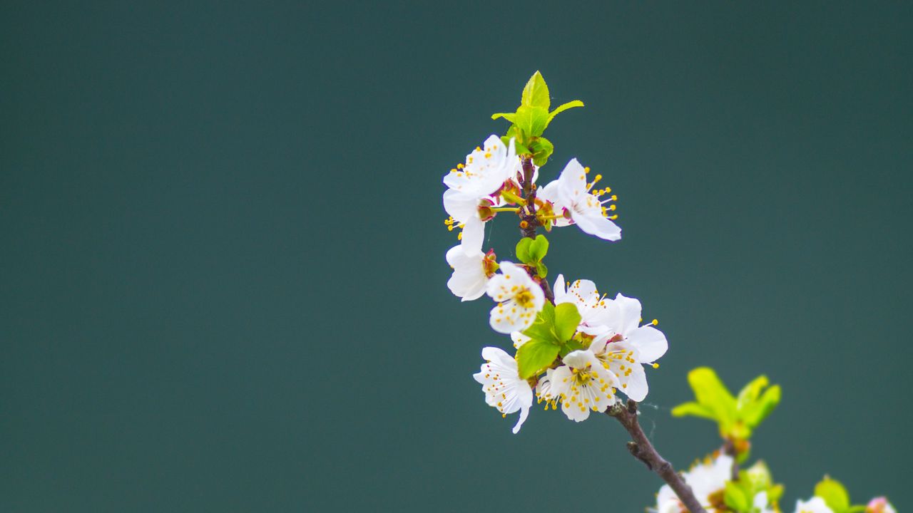 Wallpaper apple tree, flowers, petals, leaves, branch, macro