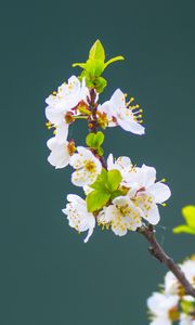 Preview wallpaper apple tree, flowers, petals, leaves, branch, macro