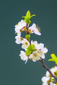 Preview wallpaper apple tree, flowers, petals, leaves, branch, macro