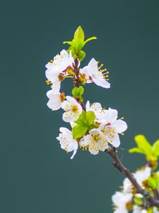 Preview wallpaper apple tree, flowers, petals, leaves, branch, macro