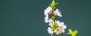 Preview wallpaper apple tree, flowers, petals, leaves, branch, macro