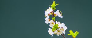 Preview wallpaper apple tree, flowers, petals, leaves, branch, macro